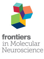Frontiers In Molecular Neuroscience Ici Journals Master List